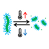 Polymerization/depolymerization-induced self-assembly under coupled equilibria of polymerization with self-assembly 